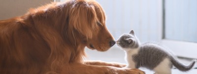 医生笔记｜狗粮和猫粮不能混着吃！