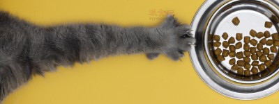 猫奴必读：你家猫主子可能缺乏这些关键营养！