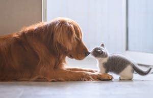 医生笔记｜狗粮和猫粮不能混着吃！