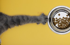 猫奴必读：你家猫主子可能缺乏这些关键营养！