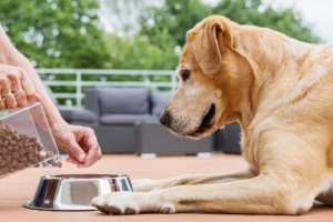 湿狗粮比干狗粮好？你因价格上税了吗？