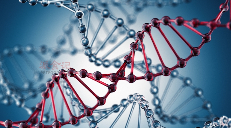 酵母、活鸡、DNA、环保、低碳、非肉源蛋白、宠物食品,这些看似毫无关联的词汇,目前正在被关联并变为现实的食品 酵母、活鸡、DNA、环保、低碳、非肉源蛋白、宠物食品,这些看似毫无关联的词汇,目前正在被关联并变为现实的食品