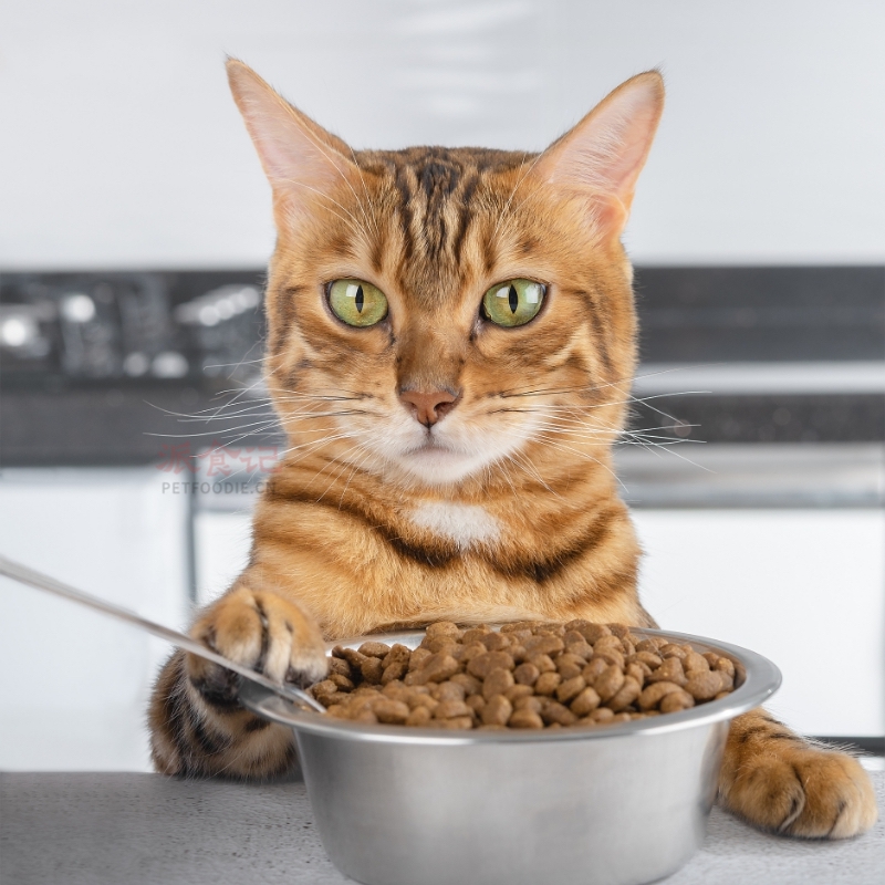 逐渐地引入新的食物或者更换猫粮,以避免猫咪的胃部不适 逐渐地引入新的食物或者更换猫粮,以避免猫咪的胃部不适