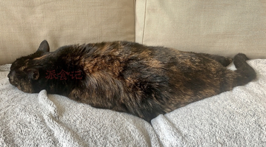 随着猫咪年龄的增长,炎症问题也越来越普遍,这种现象被称为“炎症衰老” 随着猫咪年龄的增长,炎症问题也越来越普遍,这种现象被称为“炎症衰老”