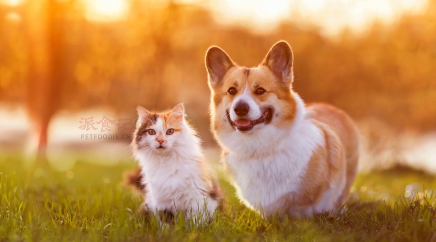 狗和猫所代表的不同特性会对人产生不同影响