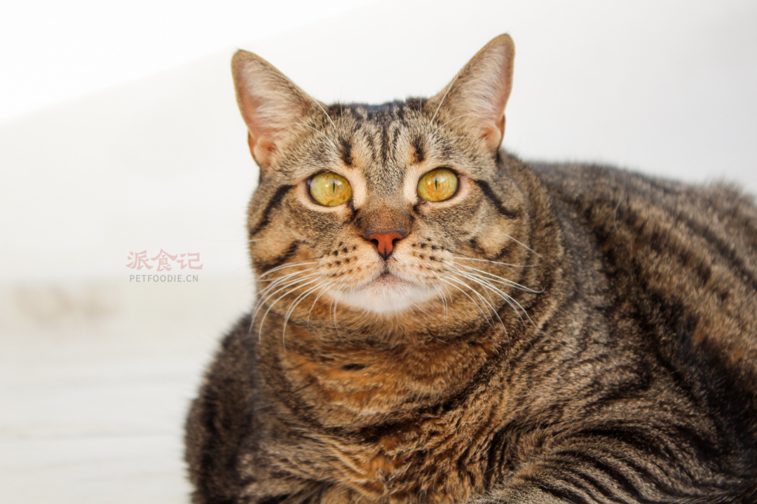 fat-pet-2.jpg