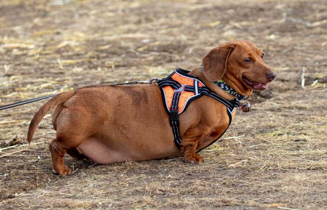 fat-pet-3.jpg