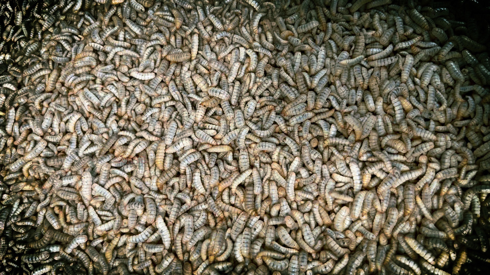 探索不同的昆虫种类、营养配方和加工技术,创造出独特且营养丰富的宠物食品 探索不同的昆虫种类、营养配方和加工技术,创造出独特且营养丰富的宠物食品